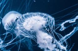 探索知识的海洋，百科知识类App的革命性影响
