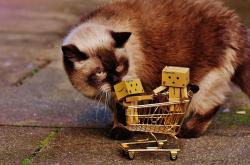 猫的百科知识介绍，深入了解这些毛茸茸的朋友