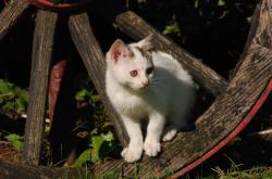 1元一只小猫的背后，宠物市场的真相与道德困境