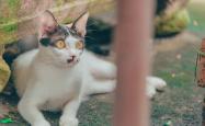 猫的世界，揭秘这些毛茸茸的朋友们