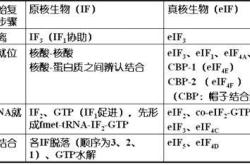生物中翻译的模板