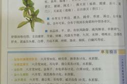 共同的翻译