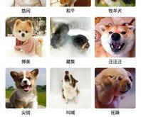 在线翻译狗狗语言