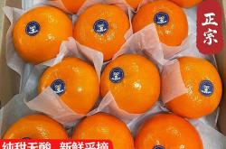 橘子的翻译成英语