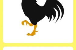 公鸡英译