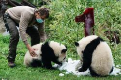 熊猫的梦想是什么