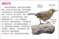 小鸟翻译器免费版