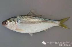 鰊鱼日语翻译怎么说