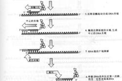 浓缩怎么读?