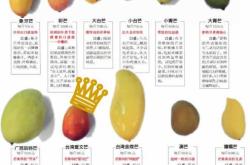 芒果干什么牌子的好吃