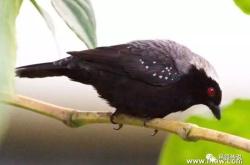 梅花斑疹是什么病
