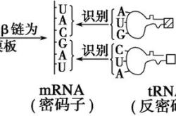 向左转译英语