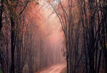 Japan旅游攻略：签证申请、四季景点、特色体验全解析，轻松规划完美日本之旅