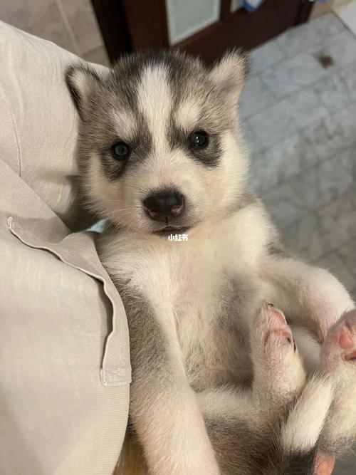 如何为中型母犬起名字？