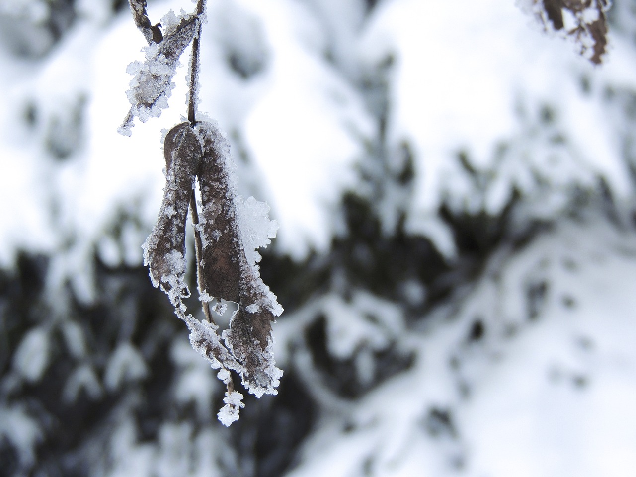 新疆八月下暴雪，罕见天气现象及其影响