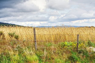 河南一村庄阻止村民种小麦，背后的故事与启示