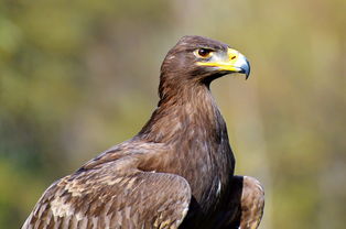 专家评苏-57和歼-35A谁更强