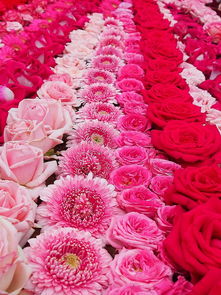 探秘上海的花海之门，花卉乐园的精确导航——走进上海鲜花港的地址之旅