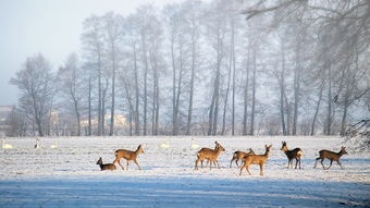 米亚罗，金秋瑰宝之选，一场视觉与心灵的自然盛宴