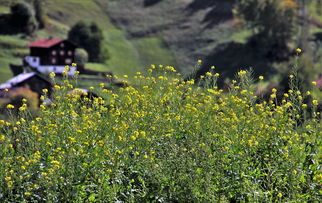 探索自然的绿色票证——走进山水田园，收获心灵的宁静与滋养