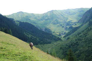 青海疫情新动态，防控之盾，守护高原之光