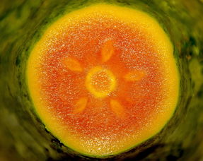 探秘红酒木瓜靓汤的魅力，健康养生的美味秘诀