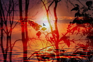 奥拉星亚比大全，探索神秘的星际生物与它们的超能力