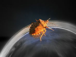 鸭嘴兽泰瑞，自然界的神秘使者与生物多样性的守护者