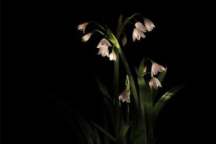 命运之夜，天之杯 恶兆之花—探索命运与选择的交织