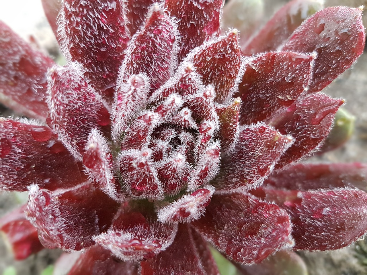 绿意盎然，多肉植物种类图鉴大全