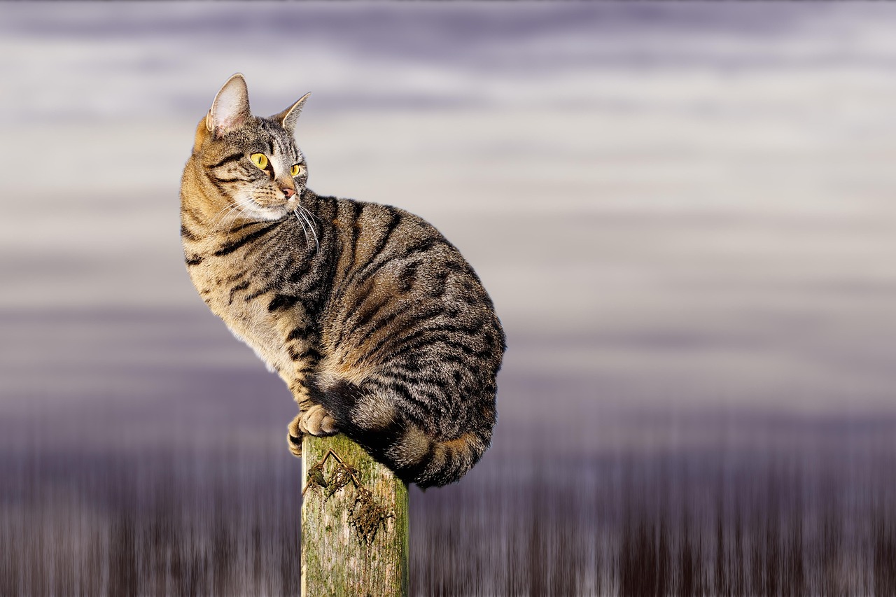 猫的奇妙世界，科普资料大全