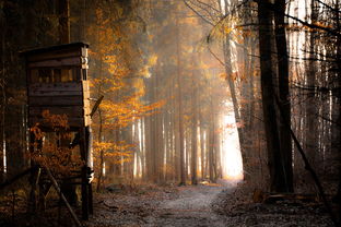 探索苏拉玛的神秘面纱，深入任务线之旅