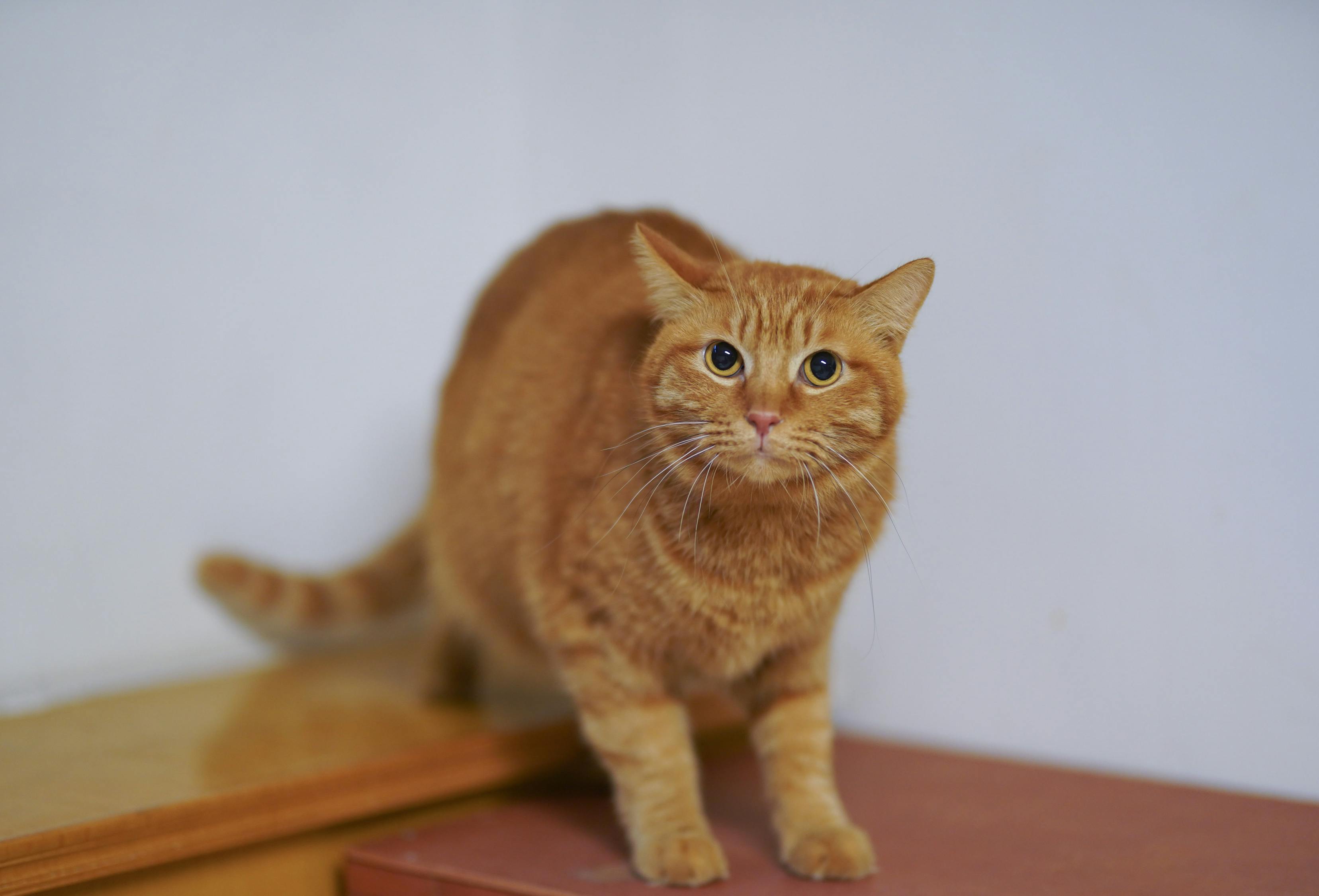 猫的百科全书，了解这些，让你成为猫咪专家