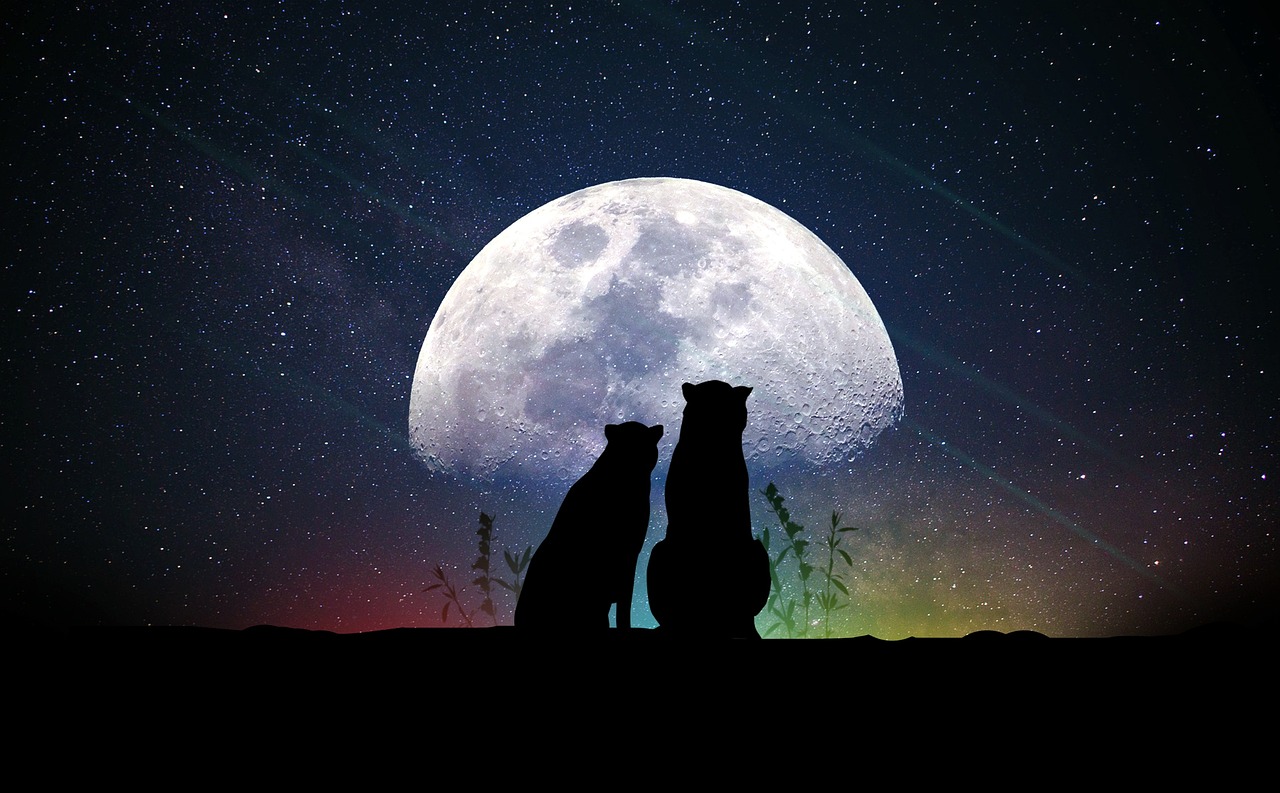 薛定谔的猫，探索量子世界的艺术与哲学