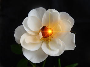 甜蜜的默契，小清新情侣头像的艺术与魅力