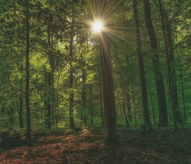 光遇雨林探险指南，解锁雨林秘密，享受冒险之旅