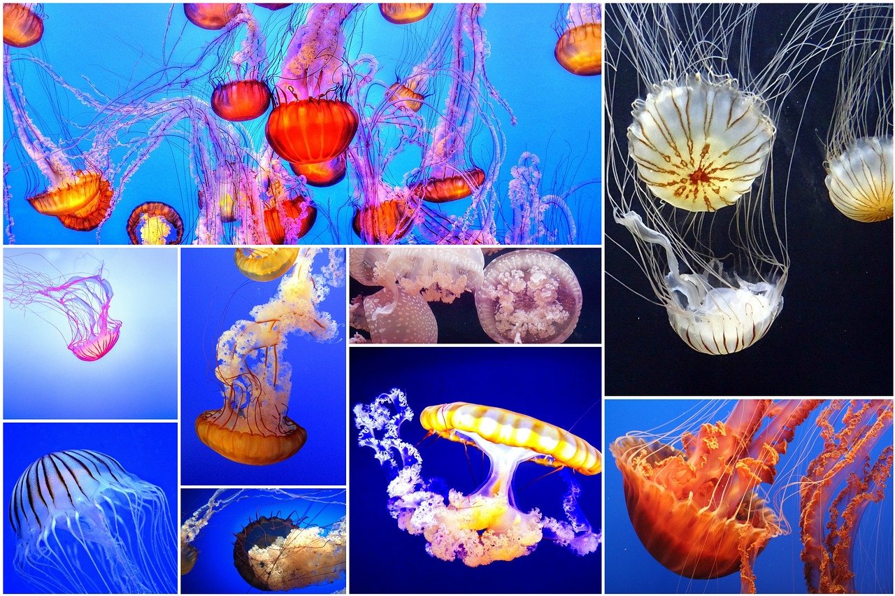 探索知识的海洋，Wiki维基百科中文版的深度解析