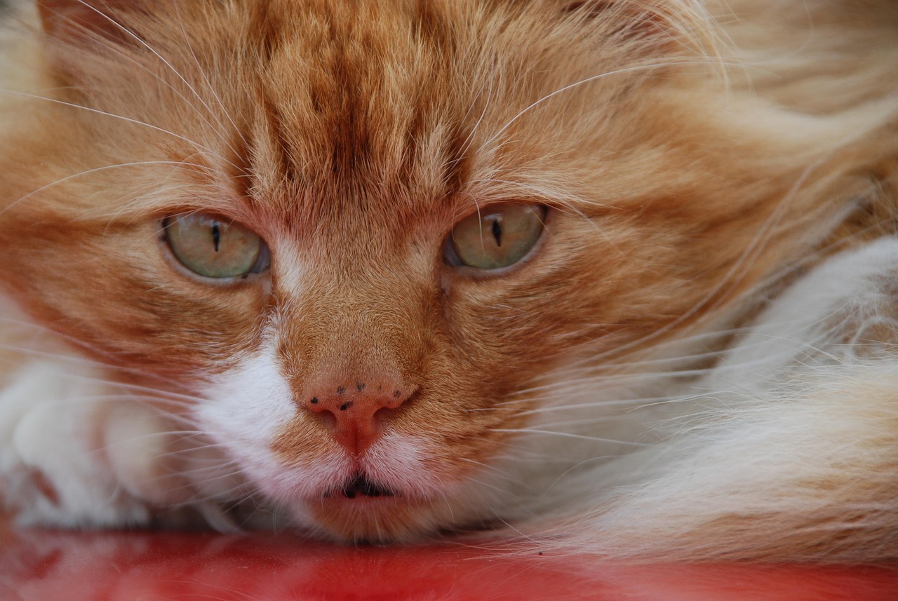 猫的百科全书，了解这些毛茸茸的朋友