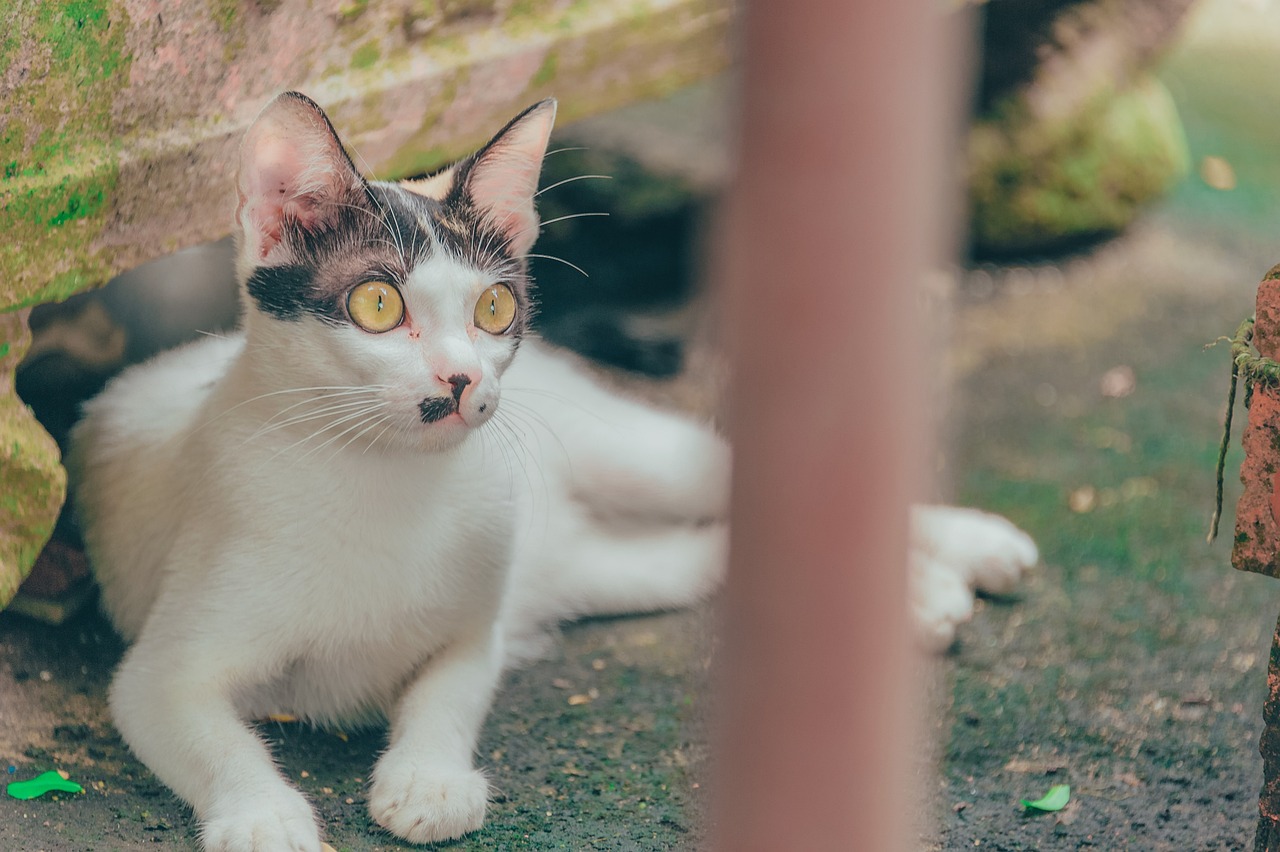 猫咪的世界，深入了解这些毛茸茸的朋友