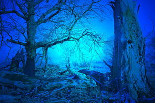 穿越时空的幻想，探索回到过去的奥秘