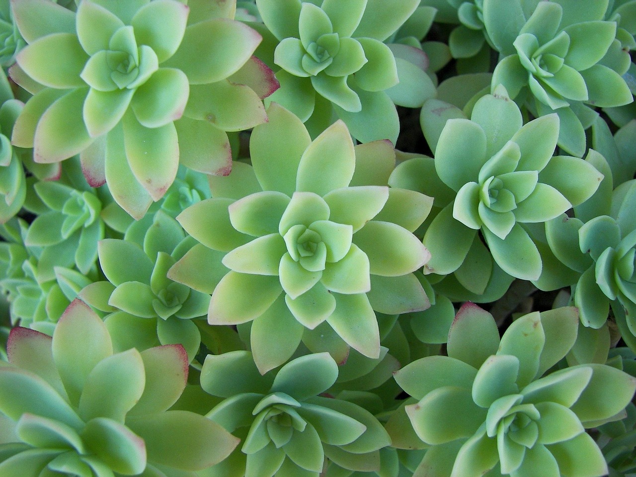 绿意盎然，多肉植物的养护秘籍与美学价值