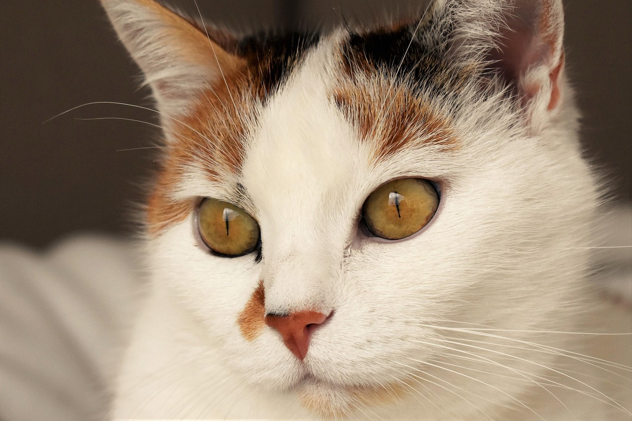 猫的百科介绍，了解这些毛茸茸的朋友