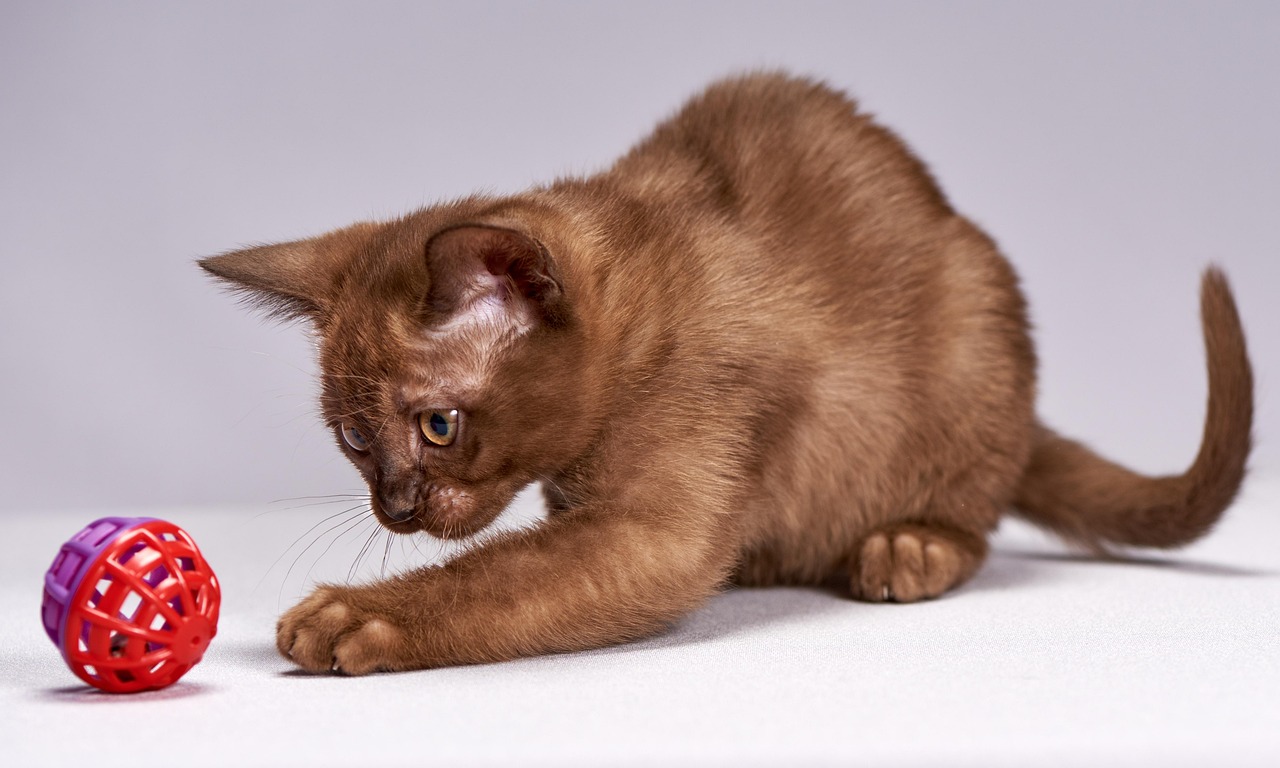 猫的百科全书，深入了解这些优雅捕猎者的奥秘